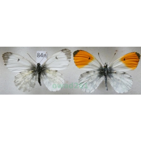 Anthocharis cardamines (Linnaeus, 1758) pair Zorzynek rzeżuchowiec Poland84n